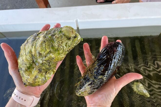 Shucking Glove – Carlsbad Aquafarm