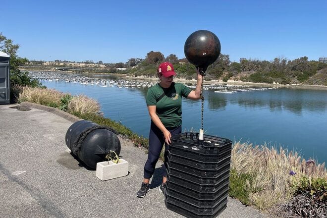 Shucking Glove – Carlsbad Aquafarm