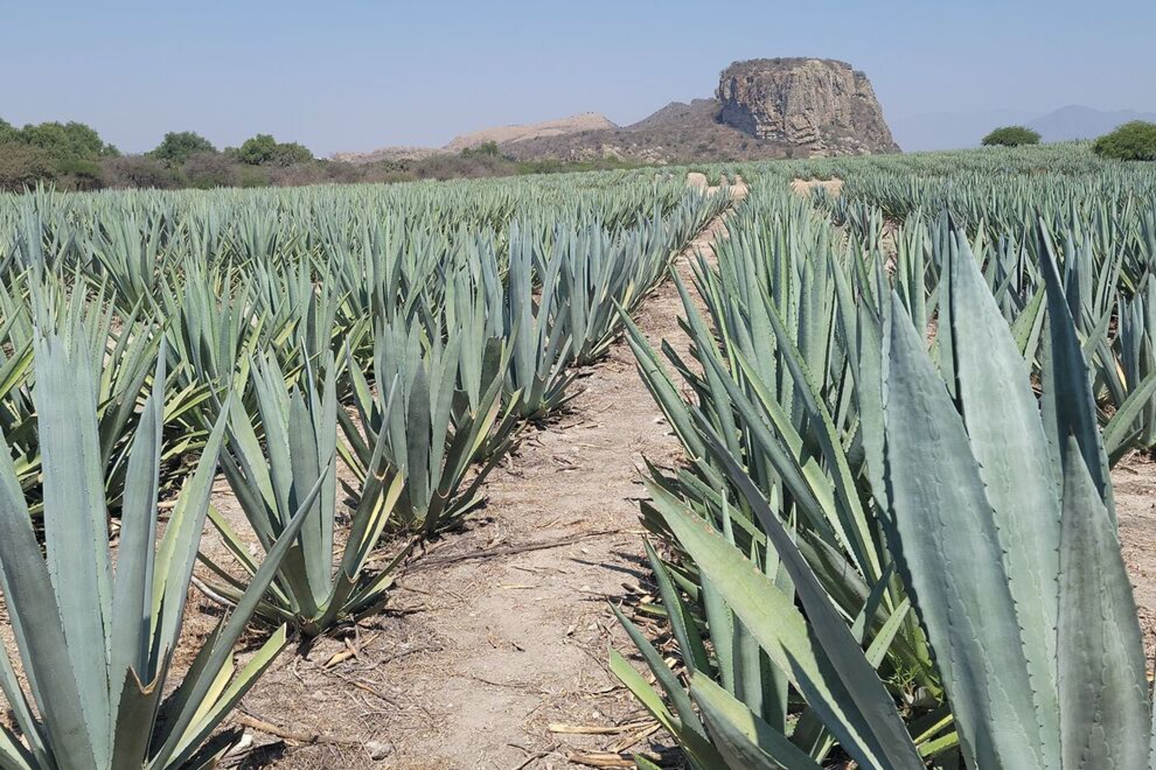 10 interesting facts about mezcal, a Mexican spirit