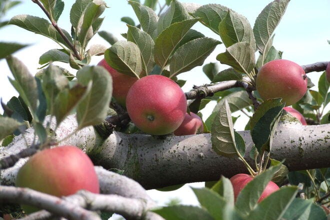 Red Delicious apple is no longer America's no. 1 - CBS News