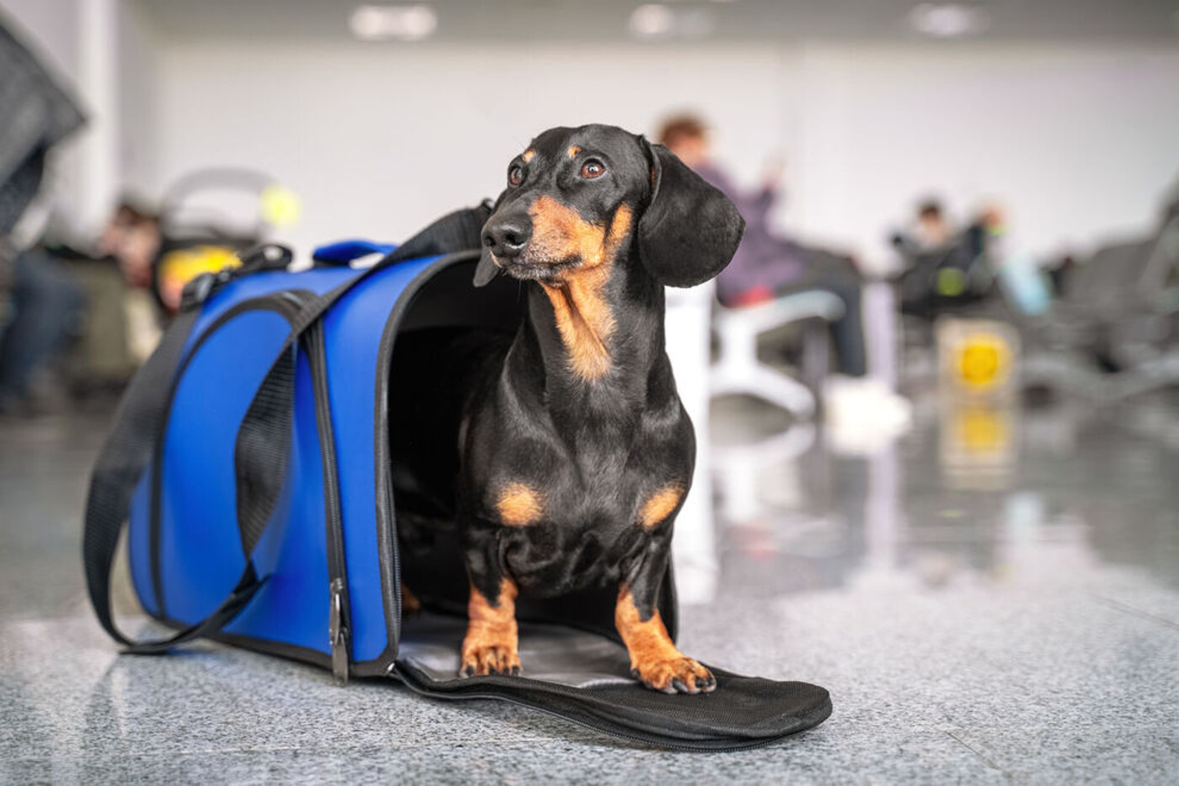 Flying with a dog: What you need to know about bringing pets on planes