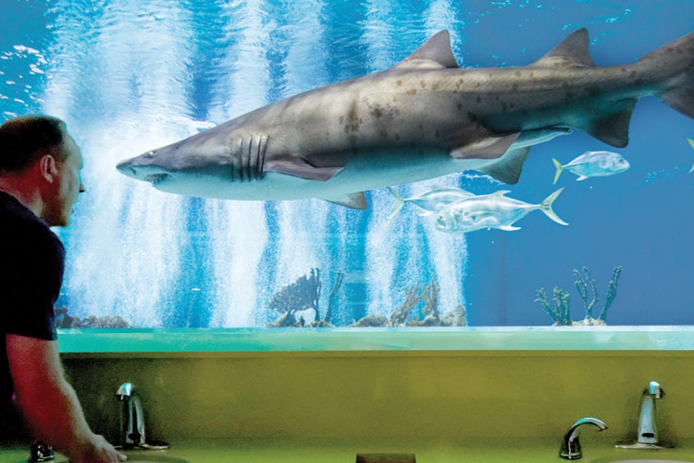 OdySea Aquarium odysea-aquarium