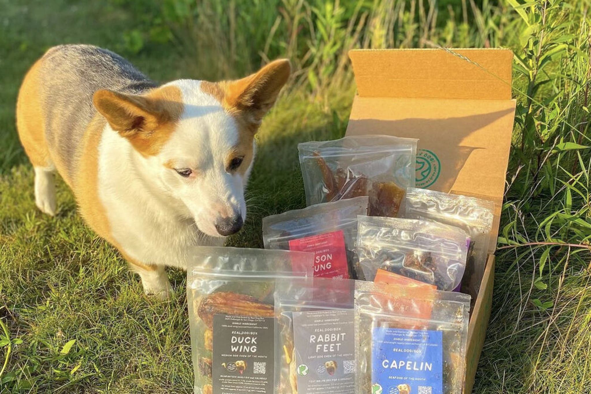 10 best pet subscription boxes for dogs and cats