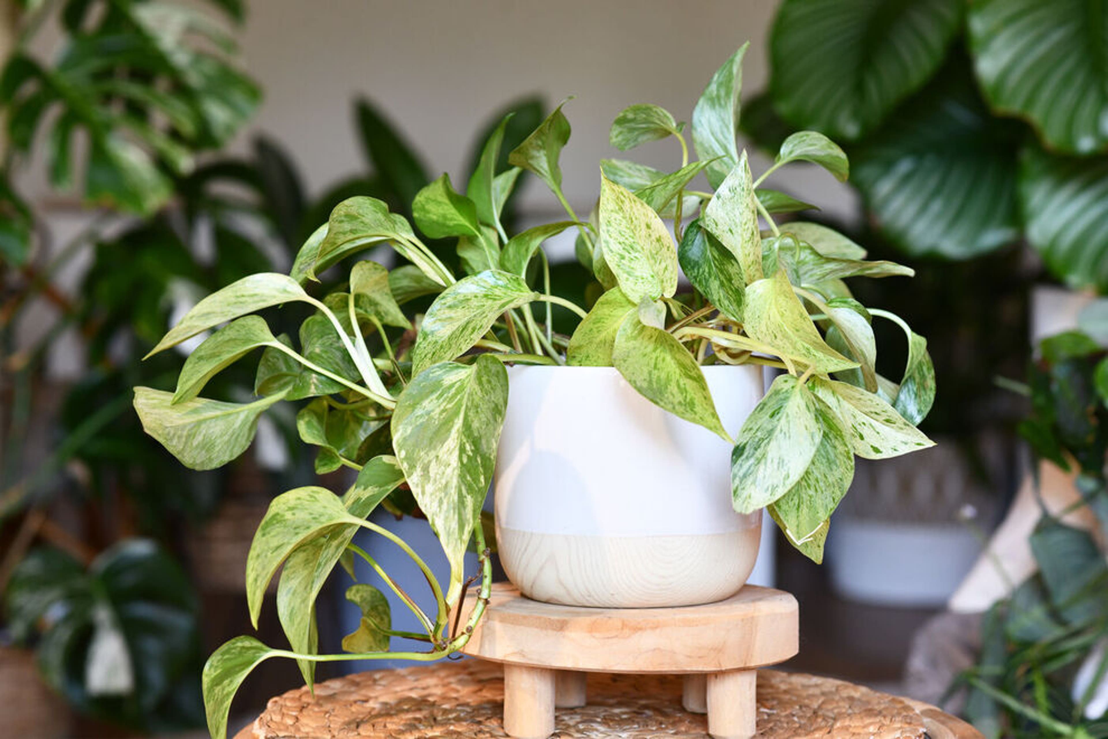 8 best air-purifying indoor plants for a clean and green home