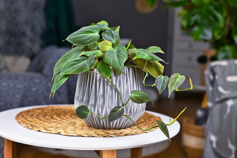 black cardinal philodendron Philodendron Erubescens 'Black Cardinal' Variegated (313W16)