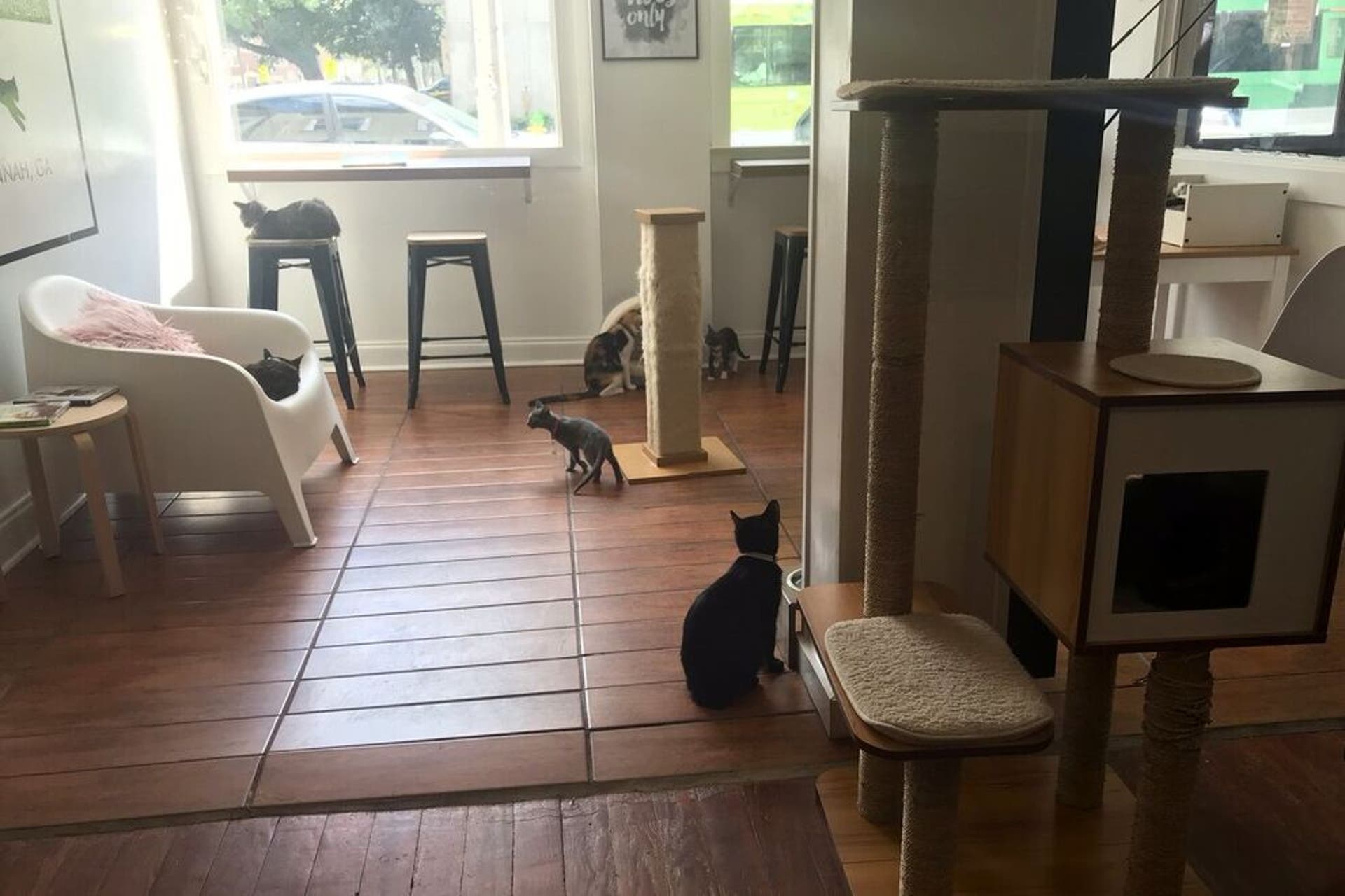 10 of the best cat cafes in the US for coffee and cuddles