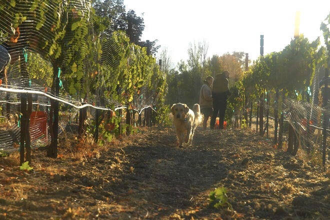 The vineyards in Idaho nurture around 70 wineries