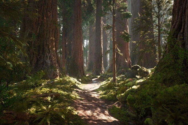 The deep woods in Mendocino are perfect for forest bathing