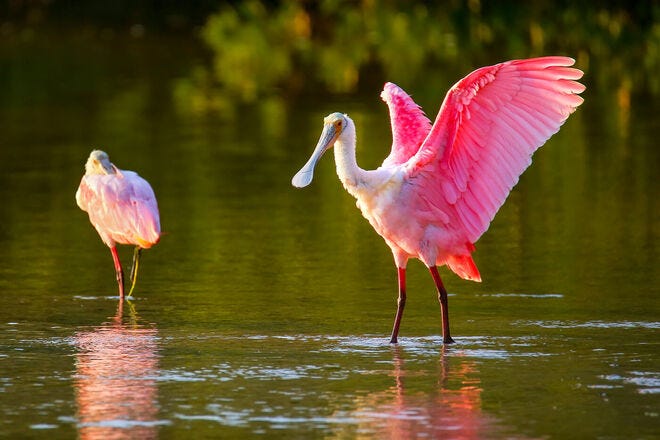 Observe all sorts of animals in their natural habitats at these 20 wildlife refuges