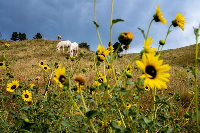 South Dakota's Black Hills fills with spring flowers and seasonal splendor