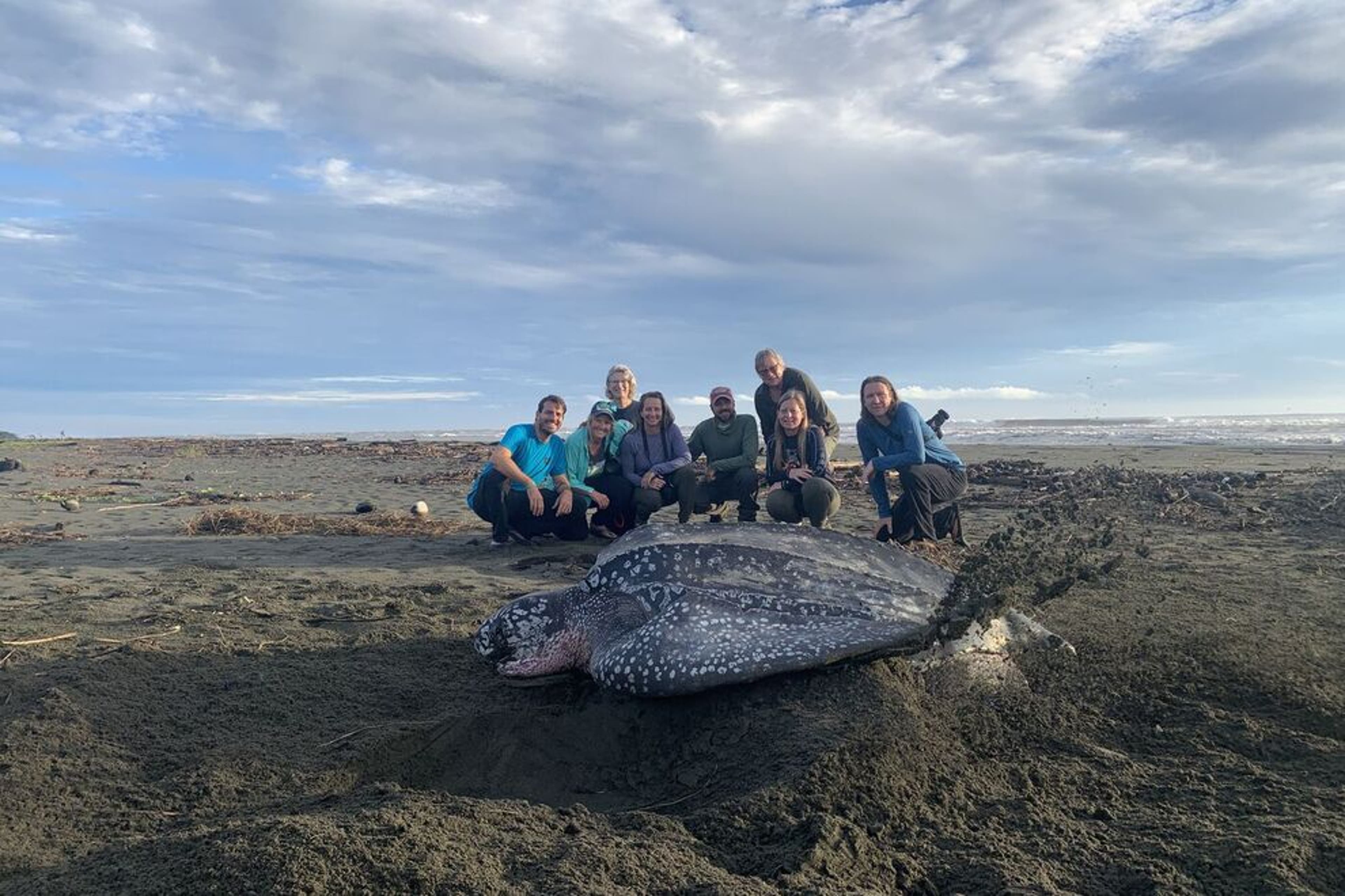 Volunteers with SEE Turtles observe a leatherback sea turtle nesting on a beach in Panama
