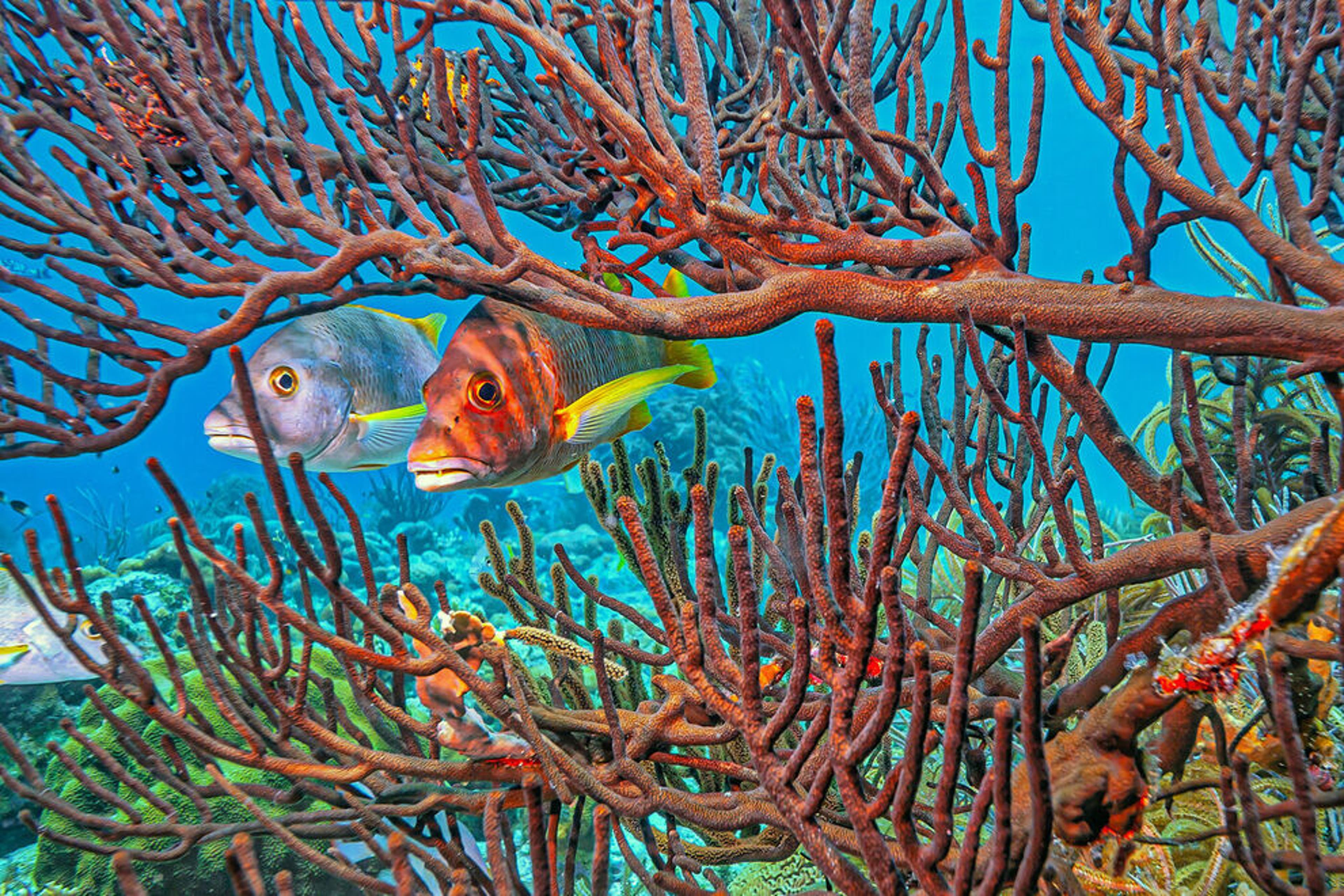 With the least-degraded coral reefs in the Caribbean Sea, Bonaire is a vibrant underwater wonderland