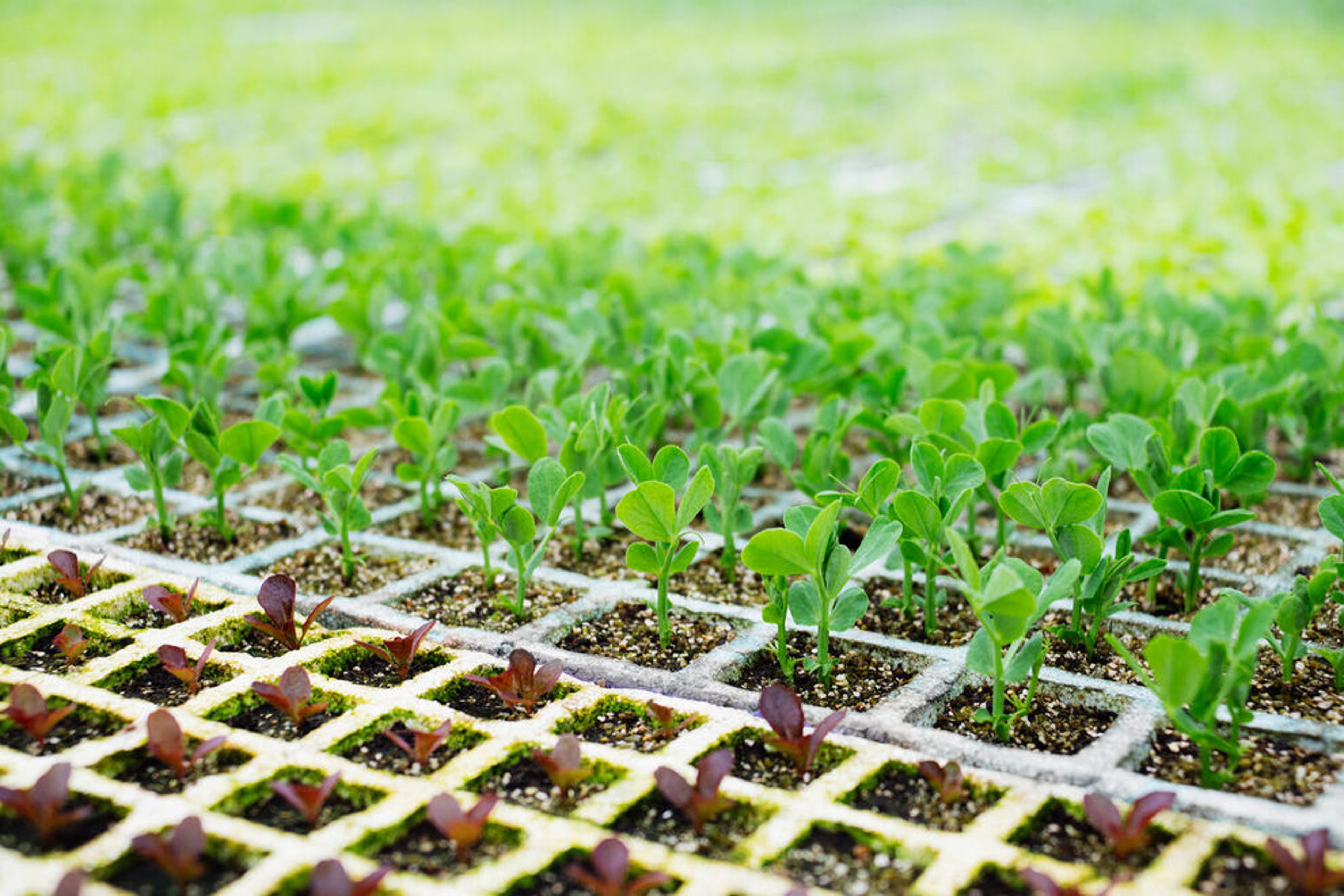 10 best plant nurseries and garden centers in the US