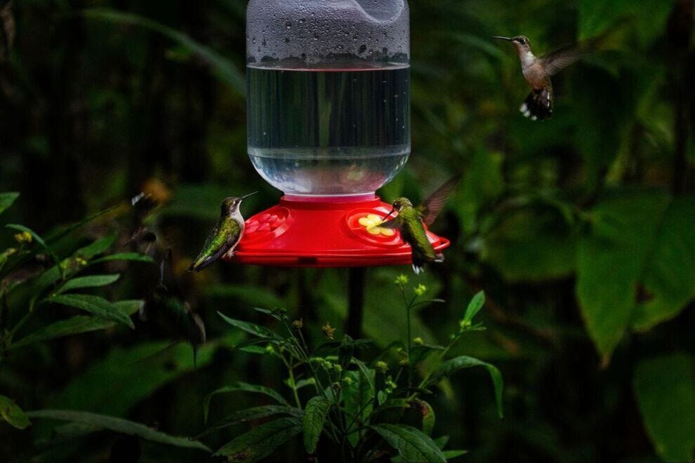 Want hummingbirds in your yard? Experts say start with these 5 things 
