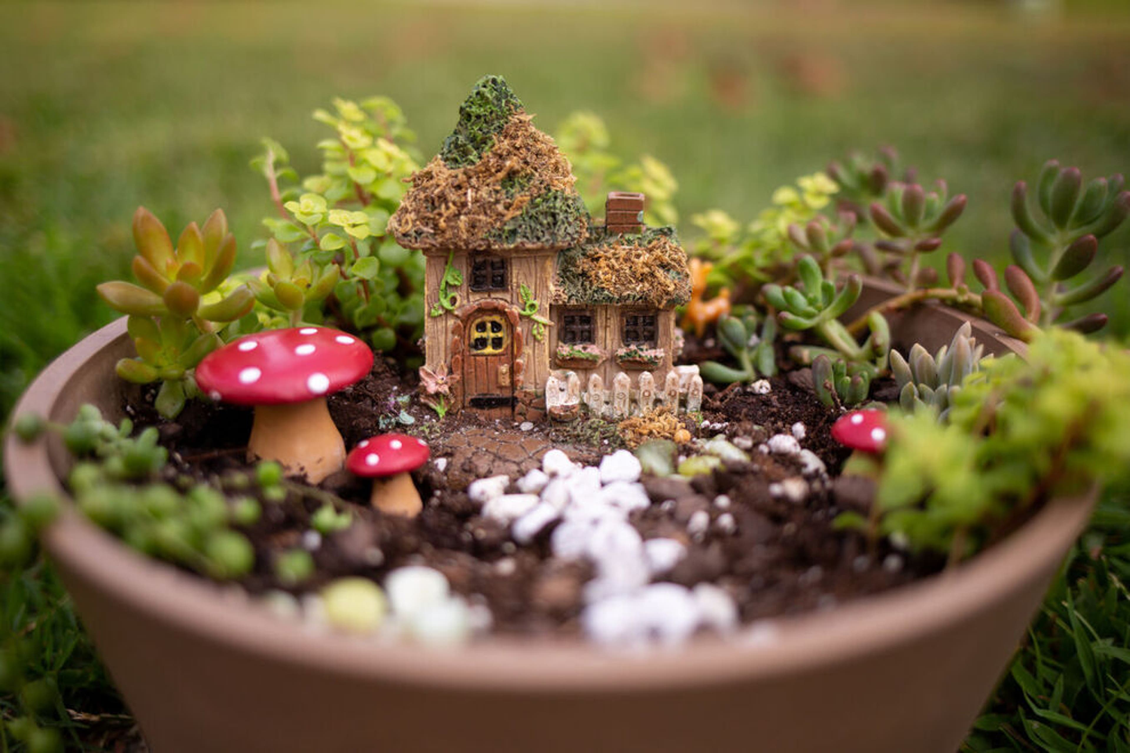 How to create your own mini garden with plants and tools from $5