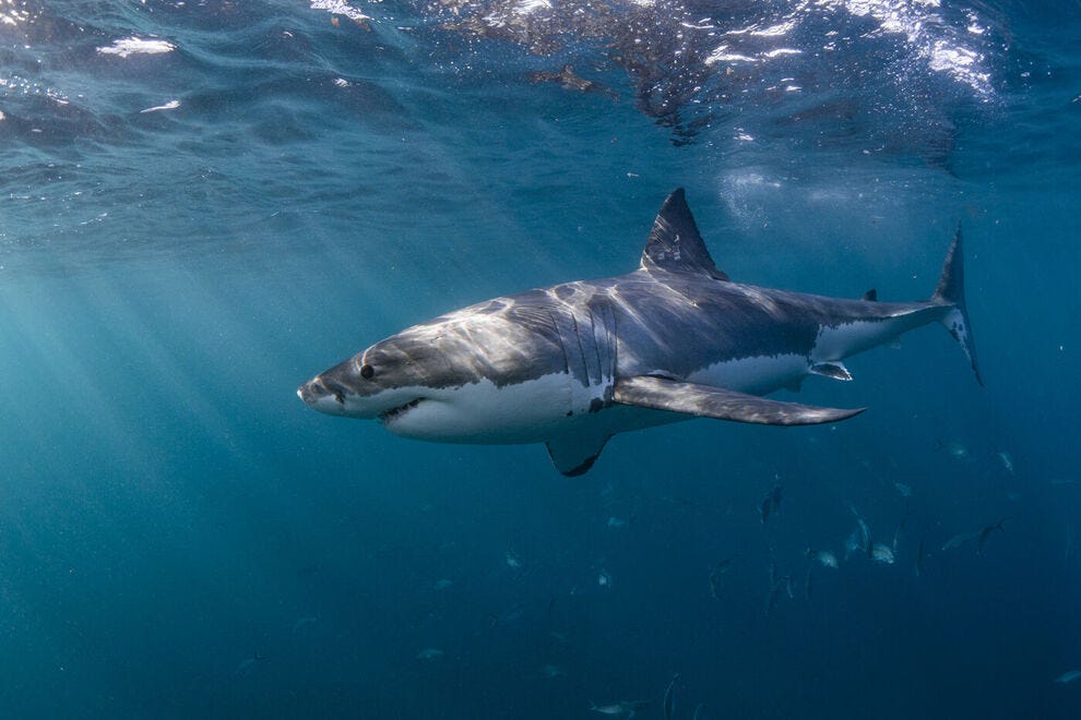 I asked a pro surfer how she stays safe from sharks 