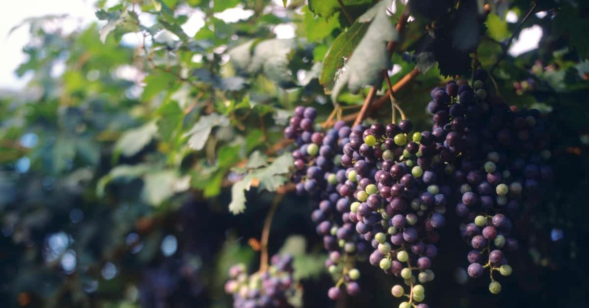 10 best wine regions in North America